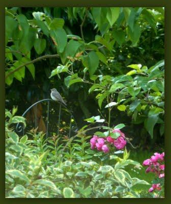 Il aura fallu treize jours pour voir la  