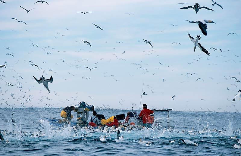 Quand les fous du Cap attaquent un banc de sardine