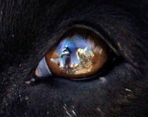 self-portrait-reflected-i-doggy-s-eye-detail.jpg