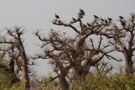 Des vautours perchés sur un baobab - Sine Saloum