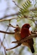 Couple oiseaux rouges - Sine Saloum