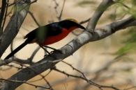 Oiseau noir jaune rouge - Sine Saloum