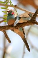 Couple oiseaux bleus - Sine Saloum