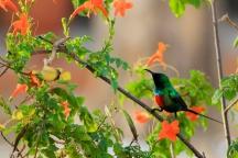 Oiseau coloré dans un flamboyant - Sine saloum