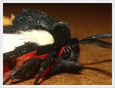 MACRO PAPILLON