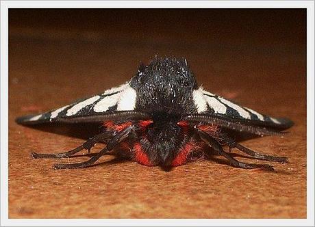 PAPILLON NOIR ET BLANC