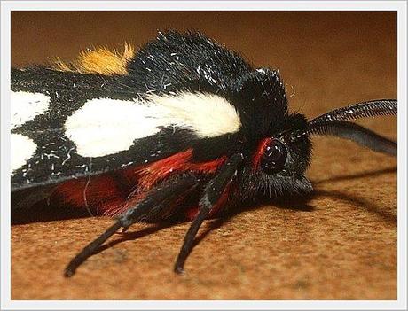PAPILLON MACRO