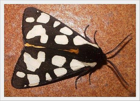 PAPILLON TACHETE NOIR ET BLANC
