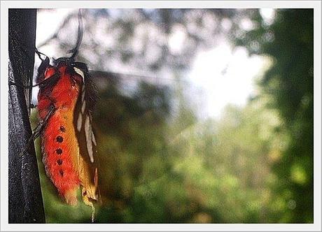 PAPILLON BLANC ET NOIR