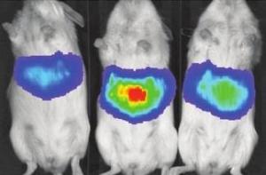 HÉPATITE C: Une souris humanisée pour tester les traitements candidats – Nature