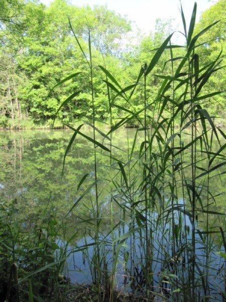 À Pagny-sur-Moselle, une marche sympa !