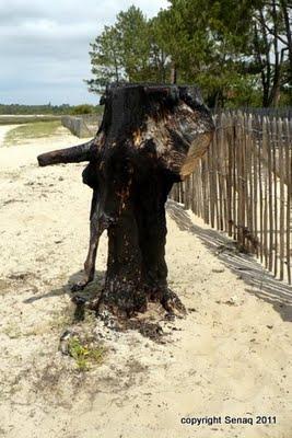 Un petit trognon de profil brulé, trouvé sur la plage des Quinconces à Andernos Gironde 33.