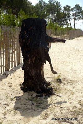 Un petit trognon de profil brulé, trouvé sur la plage des Quinconces à Andernos Gironde 33.