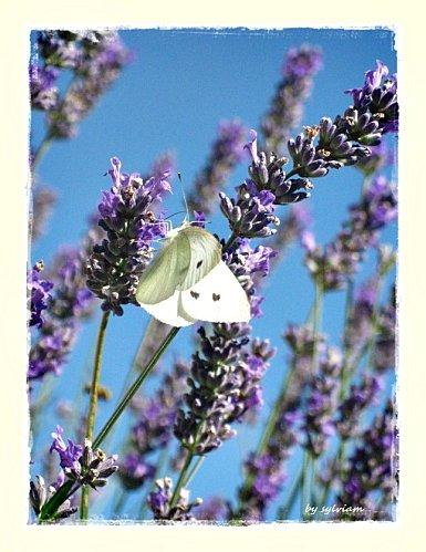 papillons-2.jpg