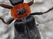 cantharis sans doute adepte de... Batman