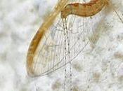 créature semble sortie d'un monde imaginaire