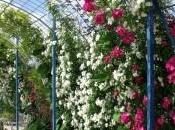 jardin extraordinaire