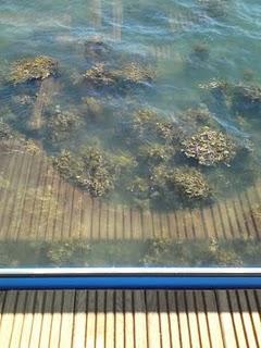 Et pourquoi pas quelques jours dans un aquarium ?