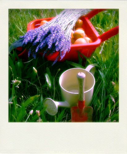 LAVANDE ET ABRICOTS DE PROVENCE (3)