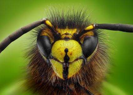 Vespula vulgaris, Tomas Rak