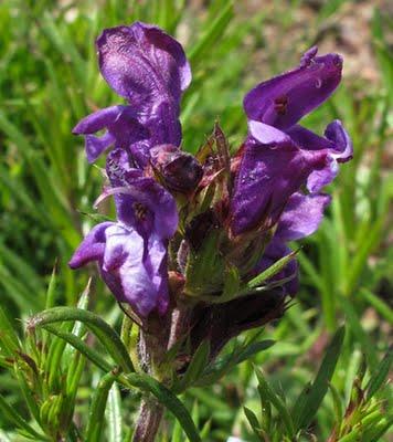 Dracocephalum austriacum