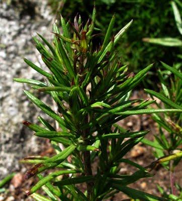 Dracocephalum austriacum