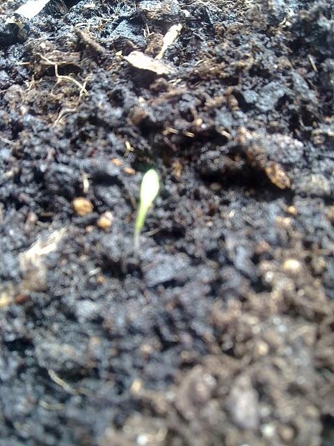 Toutes premières pousses de thym et basilic...