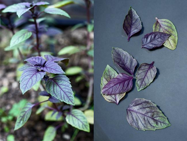 La fin de l'été, le début de l'automne, et les herbes