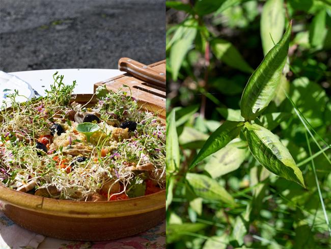 La fin de l'été, le début de l'automne, et les herbes