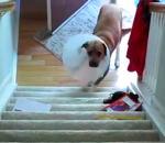 vidéo chien collerette escalier