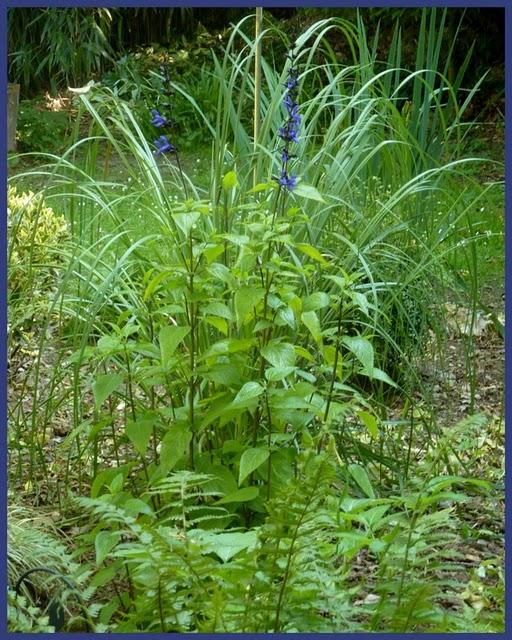 Début de floraison pour une petite nouvelle au Jardin d'O...