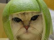 Good as... chat coincé dans boule hamster