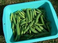 Petits pois frais en tout simplicité