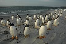 Malouines : l’Argentine traite Cameron « d’arrogant »