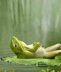 grenouille-relax