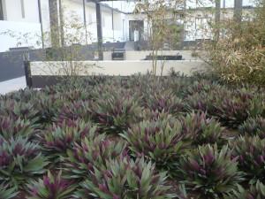 B. Corréa: « Des jardins en osmose avec la nature et l’écologie »