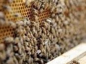 gouvernement donne vert pesticide redouté apiculteurs