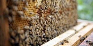 Le gouvernement donne son feu vert à un pesticide redouté des apiculteurs