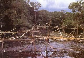 VISITE TOURISTQUE OU SCIENTIFIQUE DANS LA FORET TROPICALE, C'EST POSSIBLE