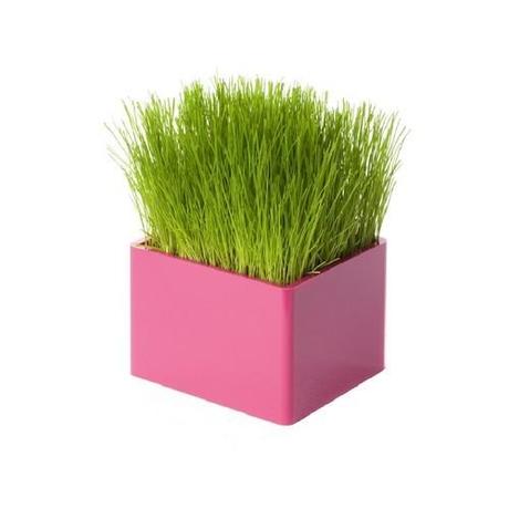 Idee cadeau original – un carré d’herbe