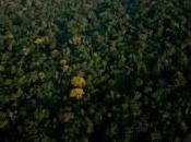 Amazonie s’arrange