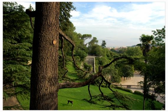 Jardins de la Fontaine, Nîmes, Pins