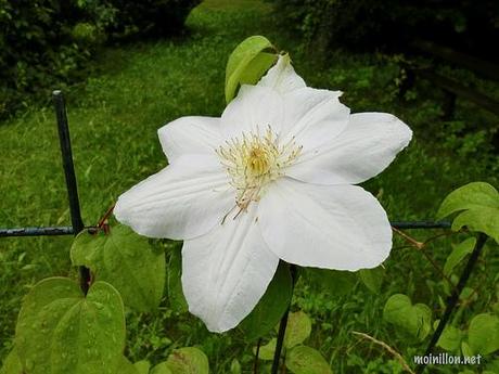clematite Mme Lecoultre