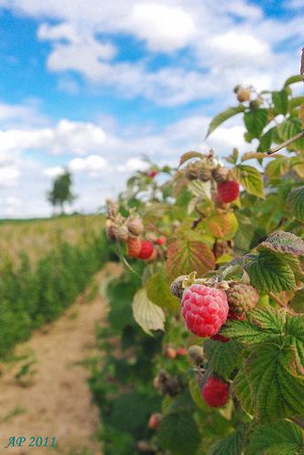 Douce framboise / Sweet Raspberry