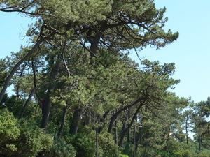 C_te_landaise_jour_1_033