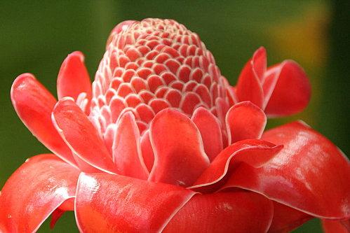 Ma Rose De Porcelaine à Découvrir