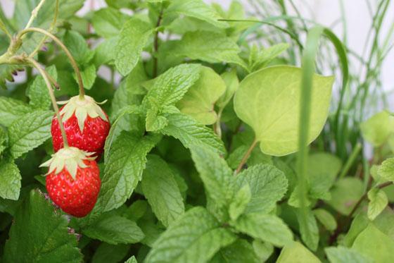 « Il faut cultiver son jardin »