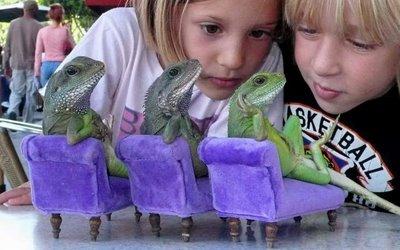 Henry Lizardlover Iguanas Iguanes