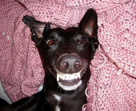 Good as... Classement des plus beaux sourires canins