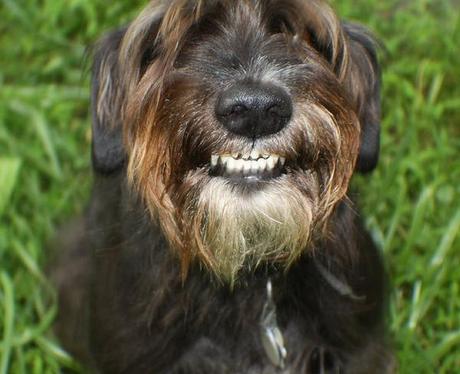 Good as... Classement des plus beaux sourires canins